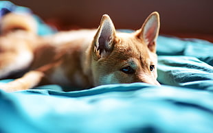 Shiba Inu puppy lying on blue textile